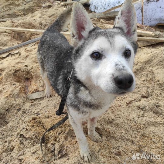 Хася ищет дом