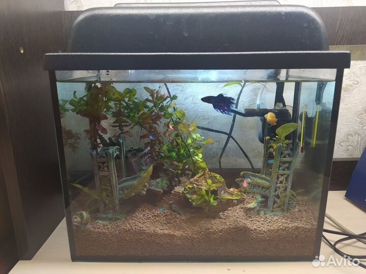 Аквариум