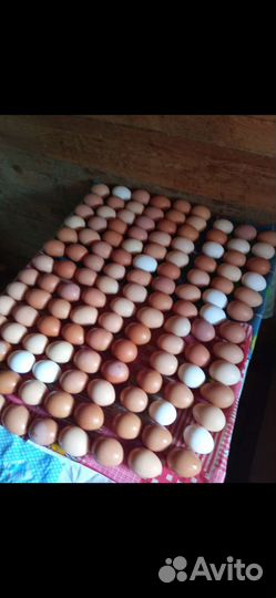 Домашние куриные яйца