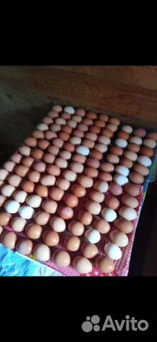 Домашние куриные яйца