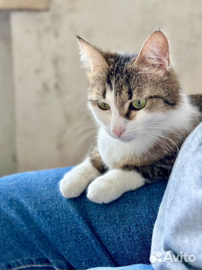 Отдам в добрые руки