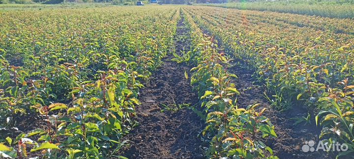 Подвой Груши