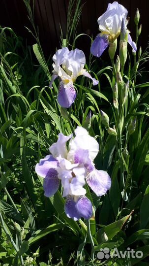 Ирисы бородатые и болотный