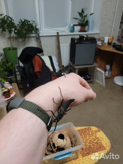 Перуанские палочники