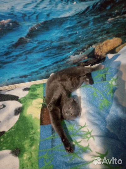 Отдам кота британца в добрые руки