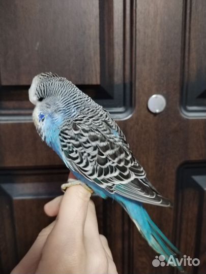 Попугай ввп