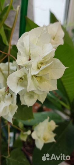 Бугенвиллия махровая белая