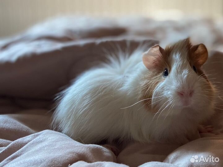 Морская свинка с клеткой