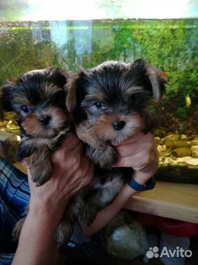 Щенки Йорка