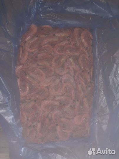 Креветка магаданская