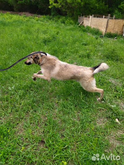 Север ищет дом