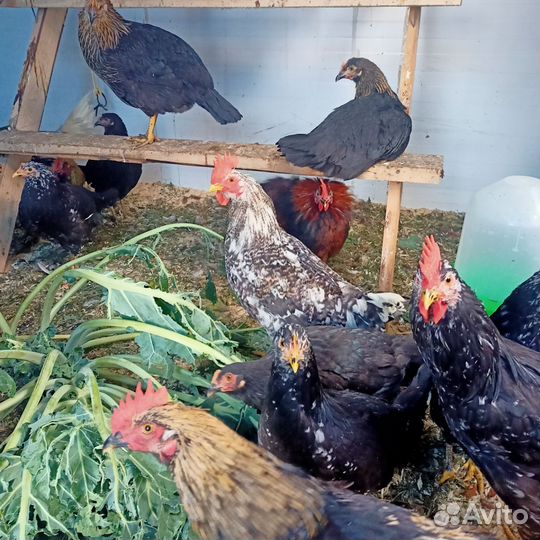 Молодые петухи