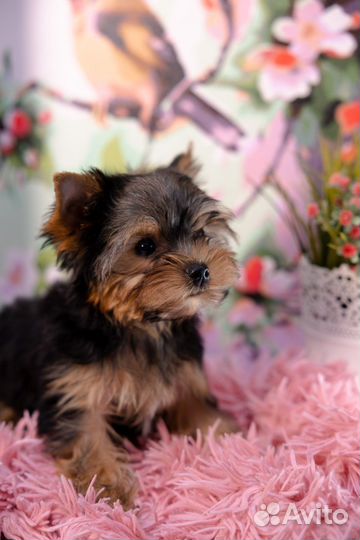 Йоркширский терьер мини беби фейс щенки