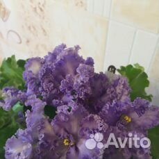 Cортовые фиалки и грунт Классман