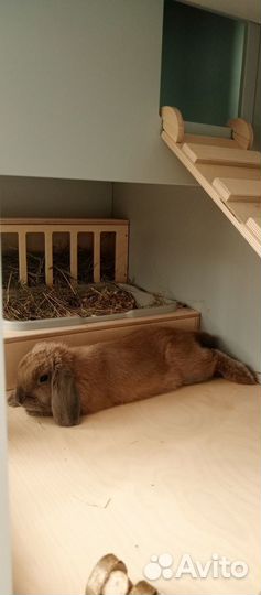 Вязка Декоративные кролики вислоухие