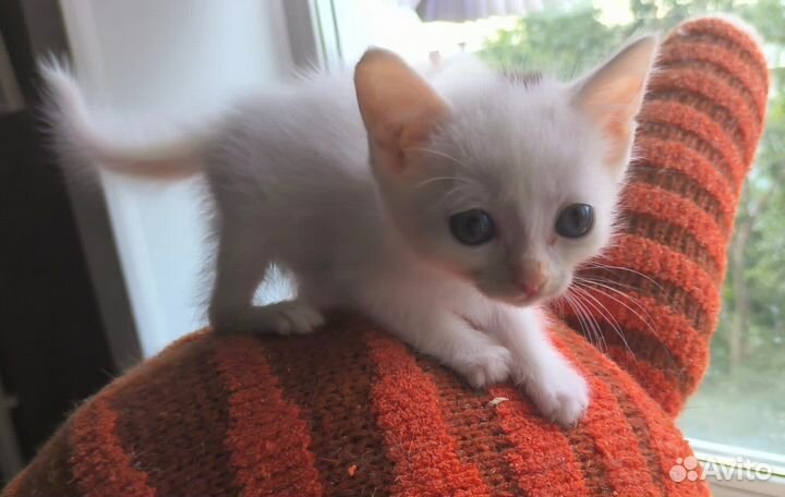 Очень маленький, но очень энергичный котик