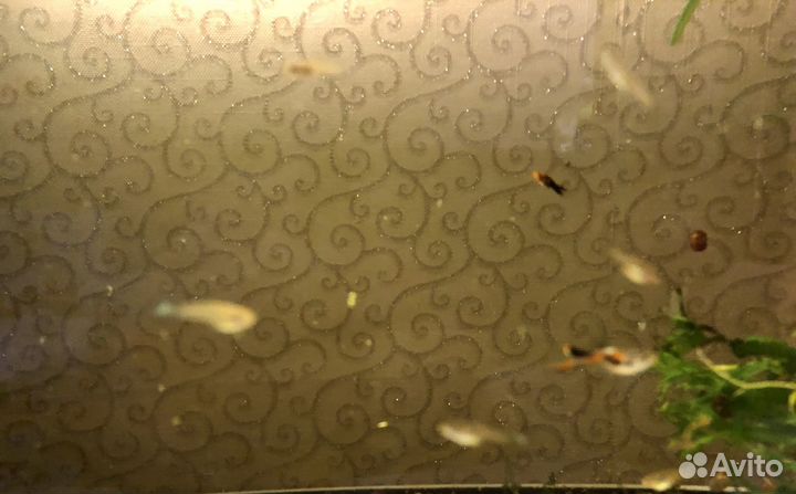 Продам анциструсов, гуппи микс, улитки катушки