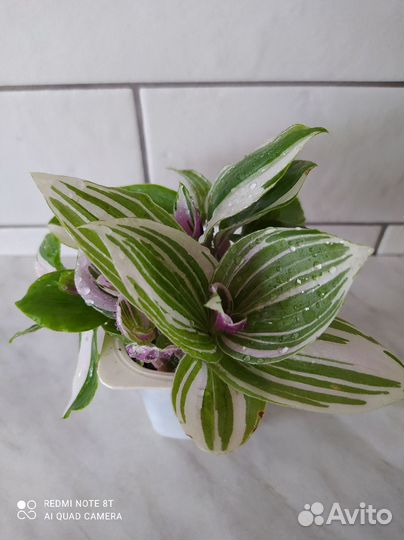 Комнатные растения