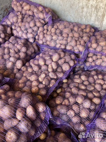Продам картофель