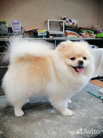 Стрижка собак и кошек