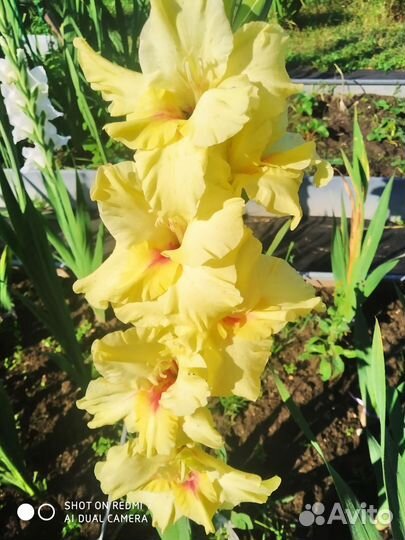 Гладиолусы на срез