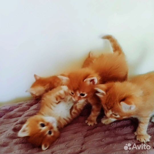 Рыжее чудо в добрые руки