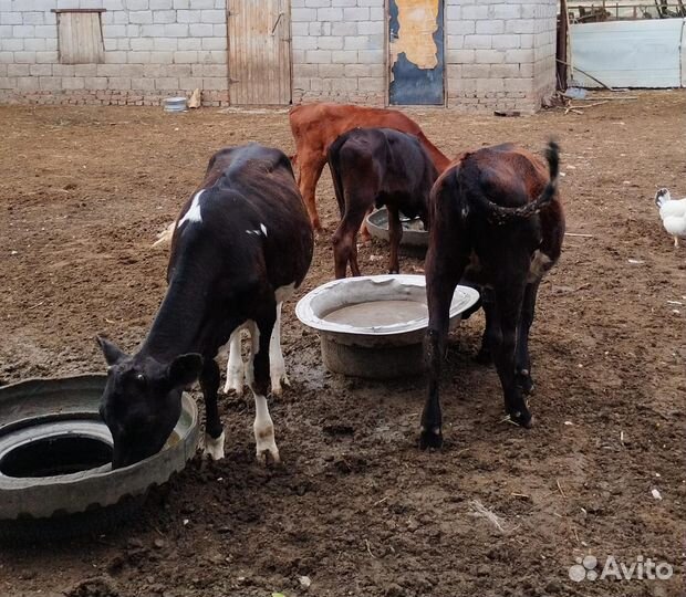 Телята телки