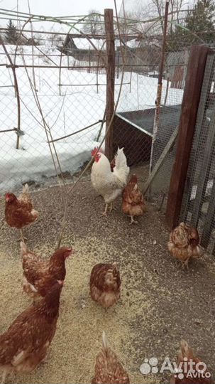 Домашние куриные яйца