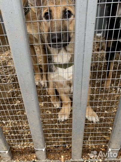 Собака девочка