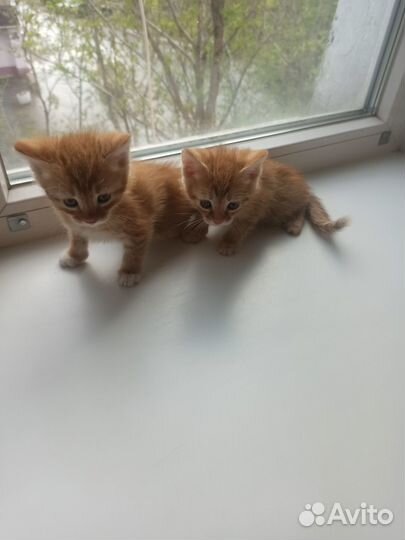 Котята отдам в добрые руки бесплатно