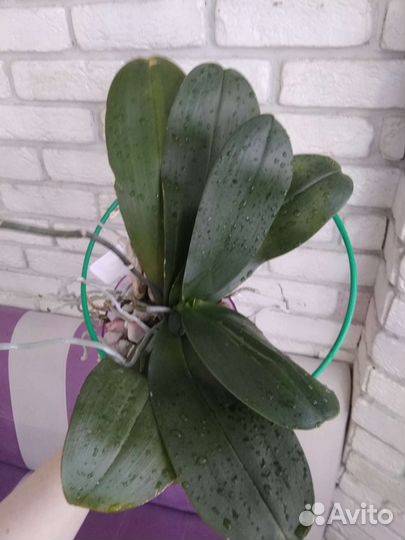 Продано.Орхидея. Фаленопсис Чармер