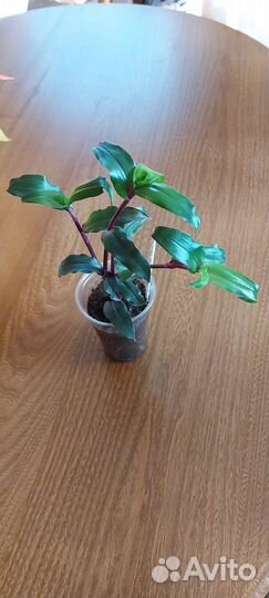 Укорененные черенки традесканций