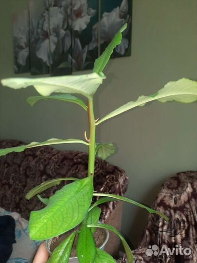 Синадениумы и педилантусы