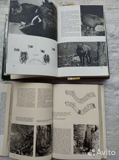 Энциклопедия лесов и Охота в иллюстрациях