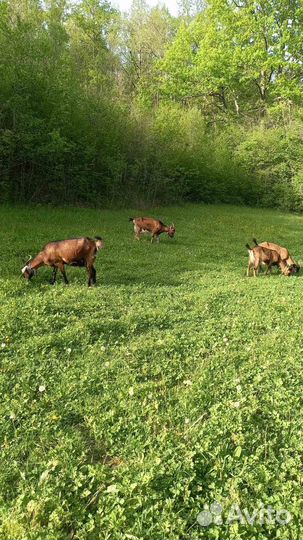 Стадо коз, дойные чешские