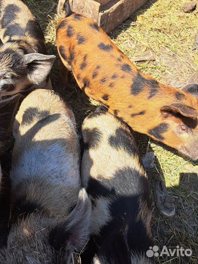 Домашние поросята