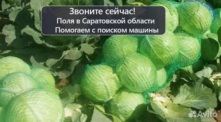 Капуста первый сорт молодой урожай оптом