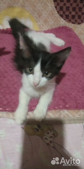 Милые котята