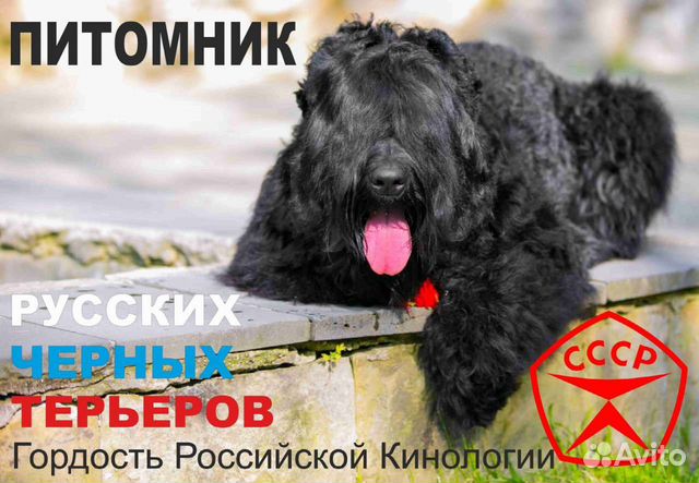 Русский черный терьер щенки объявление продам