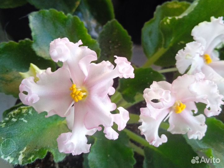 Фиалки цветущие в горшке