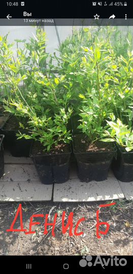 Саженцы голубики и клюквы