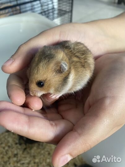 Сирийский хомяк в добрые руки