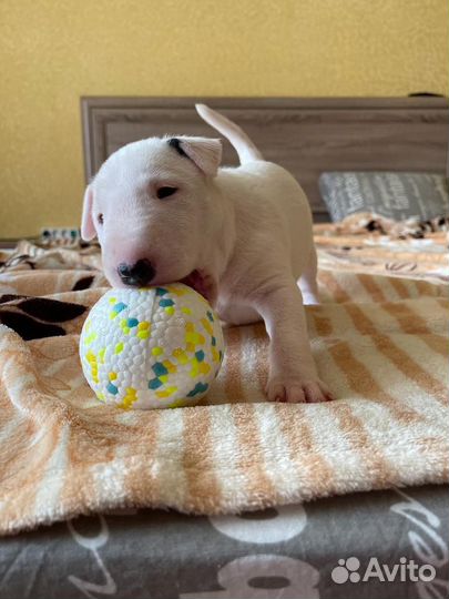 Бультерьер