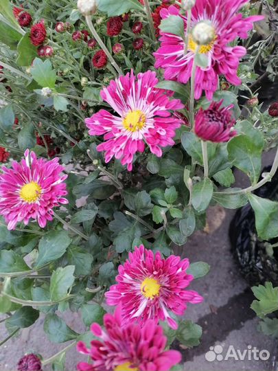 Хризантемы