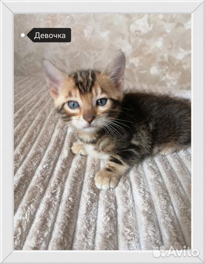 Бенгальские котята