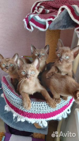 Бурманские котята
