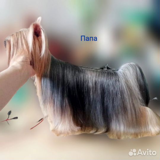 Йоркширский терьер