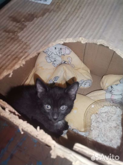 Кошки в добрые руки бесплатно