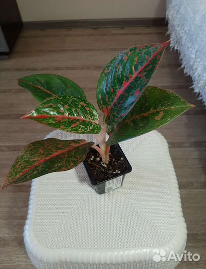 Аглаонемы в ассортименте