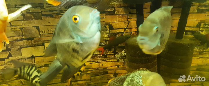 Северум девятиполосный, взрослая девочка 15 см